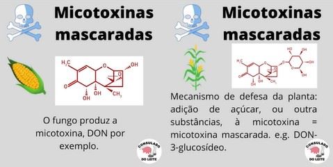 Micotoxinas O Que S O Esses Inimigos Invis Veis Blog