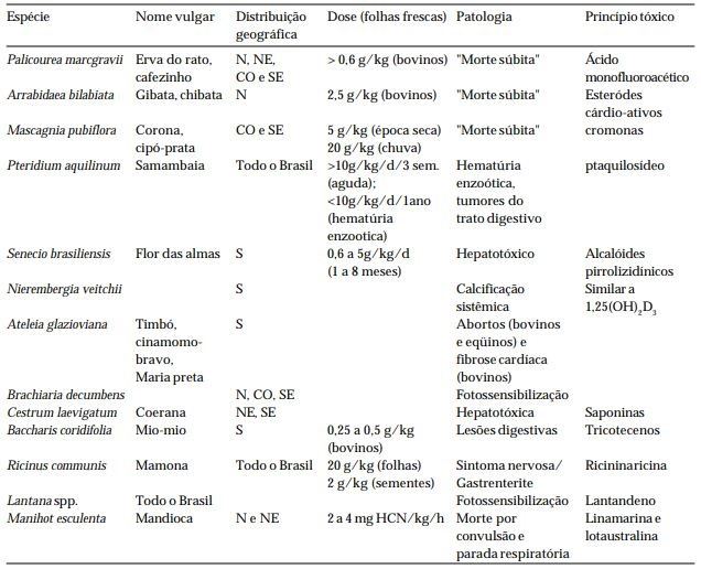 Bovinos - principais plantas tóxicas causadoras de mortes no